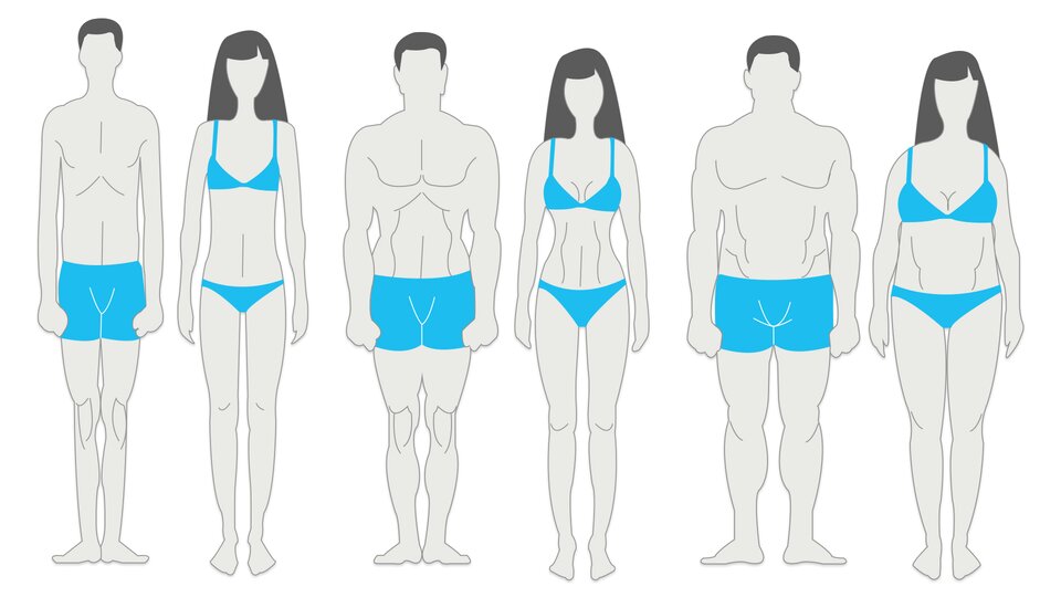 the-three-somatotypes