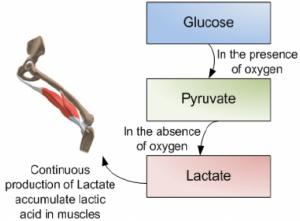 lactic acid buildup in exercised muscles