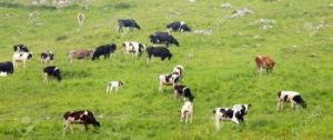 cows and calves grazing