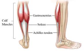 calf-anatomy